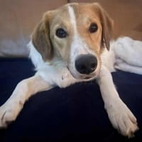 Momo- auf PS in 80636 München, Hund zur Adoption