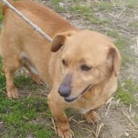 Milo sucht Körbchen für immer, Hund zur Adoption