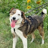 OTTO sucht Geborgenheit 🍀, Hund zur Adoption