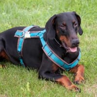 TULIO - verträglicher Prachtkerl, Hund zur Adoption