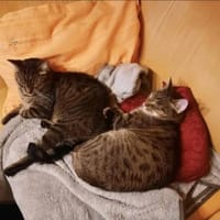 Balu & Baghira Superschmusige Brüder, Kater zur Adoption