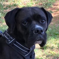 BLACK ABBY - clever&verschmust, Hündin zur Adoption