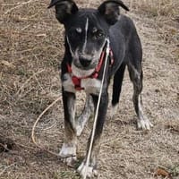 Bobbi, ruhiger Hund sucht neues Zuhause, Hund zur Adoption