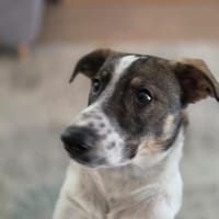 Kalle wartet in 97513 Michelau, Hund zur Adoption