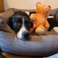 Skye sucht ein zu Hause, Hund zur Adoption