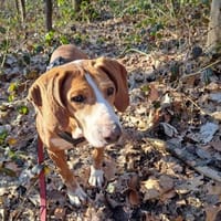 Blue sucht ihre Menschen ❤🐾❤, Hündin zur Adoption