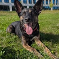 Odessa großes Herz auf 4 Pfoten💕, Hündin zur Adoption