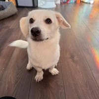 Anton, Hund zur Adoption