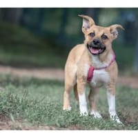 Petra - wartet in 07381 Pößneck, Hündin zur Adoption