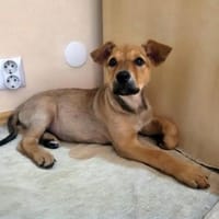 Minnie, verspielter Welpe sucht Familie, Hund zur Adoption