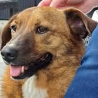 Superschmuser Socke sucht seine Menschen, Hund zur Adoption