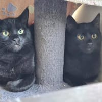 Ralphi und Romeo, Kater zur Adoption