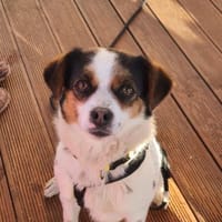 kleine Elsie, 36cm, 7kg sucht Zuhause, Hündin zur Adoption