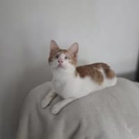 Bobby sieht mit dem Herzen, Kater zur Adoption