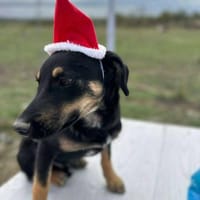 Mailo, zarter Hundebub sucht Zuhause, Hund zur Adoption