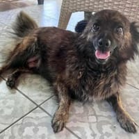 Maci wünscht sich eine Chance, Hündin zur Adoption