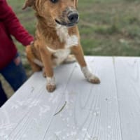 Moritz, klein, schnuckelig, sucht, Hund zur Adoption