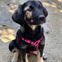 junger Rüde Olaf auf PS Leverkusen, Hund zur Adoption