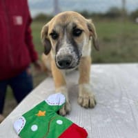 Micky, kleiner Draufgänger sucht, Hund zur Adoption