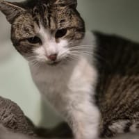 Epos- besonderer Liebesuchender, Kater zur Adoption