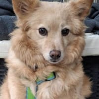 Jimena verdient ganz viel Liebe....., Hündin zur Adoption