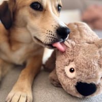 Zina - Schüchterne Junghündin auf PS, Hündin zur Adoption