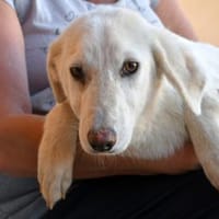 Gesuino sucht liebevolles Zuhause, Hund zur Adoption