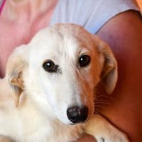 Geo freut sich auf Sie!, Hund zur Adoption