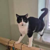 Mimi 2 Jahre jung Zuhause gesucht, Katze zur Adoption