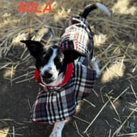 Mila Welpe sucht ihre Familie, Hündin zur Adoption