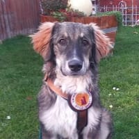 Werden Clara und du ein Team?, Hündin zur Adoption