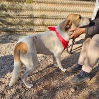 Albush, Junghund sucht neues Zuhause, Hund zur Adoption
