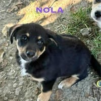 Nola Welpe sucht ihre Familie, Hündin zur Adoption