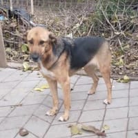 Ala, freundliche, Hündin sucht Zuhause, Hündin zur Adoption