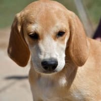 Wunderbares Zuhause für Zack gesucht, Hund zur Adoption