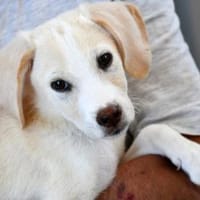 Bachisio möchte Ihnen Freude bereiten, Hund zur Adoption