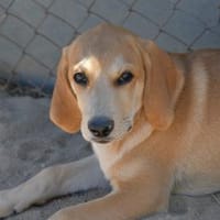 Möchten Sie Zig ein Zuhause geben?, Hund zur Adoption