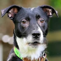 RÜBE - lieber&verspielter Hundebub, Hund zur Adoption