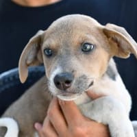 Speranza wünscht sich Zuhause, Hündin zur Adoption