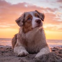 TRAVIS SUCHT ERFAHRENE HUNDEMENSCHEN, Hund zur Adoption