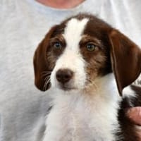 Aufgeweckte Antonina sucht Zuhause, Hündin zur Adoption