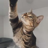Mikio, chat à adopter