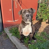 UKY, chien à adopter