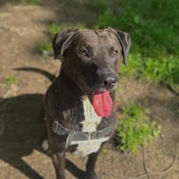 NEIKO, chien à adopter