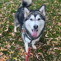 VAÏNÉ OAA19884, chienne à adopter