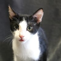 PILAO HAB17401, chat à adopter