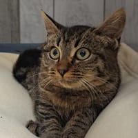 HECTOR, chat à adopter