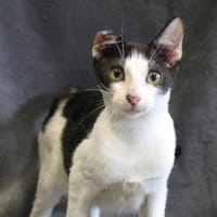MYAMBA HAB17397, chatte à adopter
