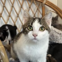 Antonin, chat à adopter