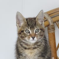 Adréas, chat à adopter